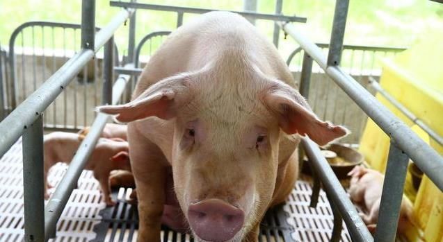  「养猪大国」美国原来是这样处理猪粪的，难怪能成为养猪第一强国，一起见识下！