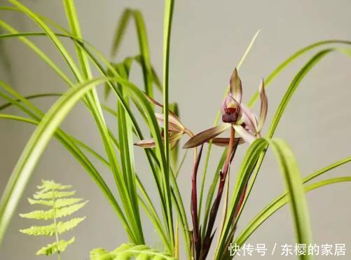  [旺出]想让兰花夏天叶绿芽多，把好这4关，绿叶健壮，旺出“新境界”