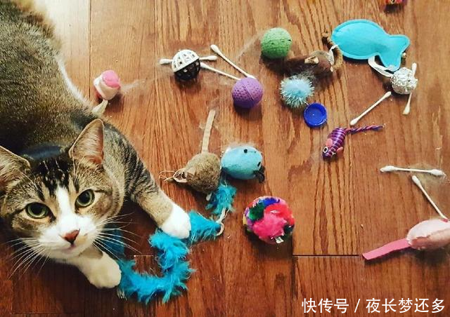 除了喜欢当忍者喵以外,猫咪还有收藏家的潜质