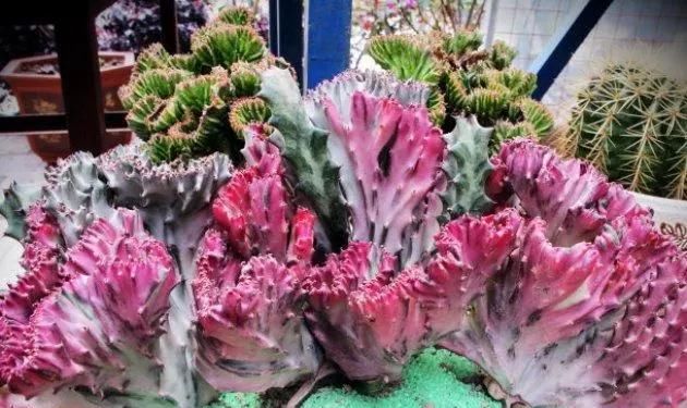 「丑花」养这三种“丑花”,四季翠绿,不开花还带刺,却能招福镇宅