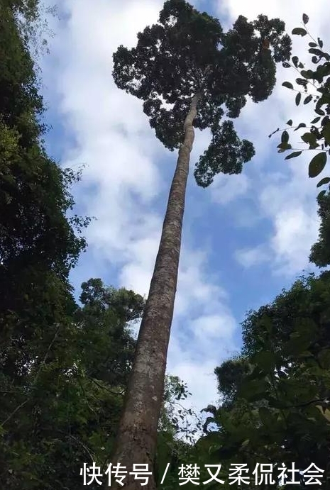 世界上最高的树，比50层楼还要高，能预防传染病，但中国禁止种植