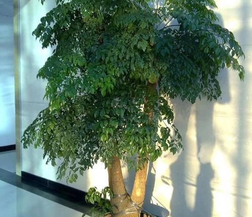  幸福树■这“3种树”好养，30天不管依旧枝繁叶茂，客厅摆盆省心又神气