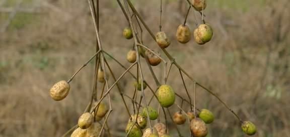  种子：农村常见的“羊屎蛋”树，现在为什么消失了？