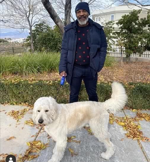 『马斯』宅男泰森自得其乐!交新朋友,子女无一人接班,只能在他面前练拳