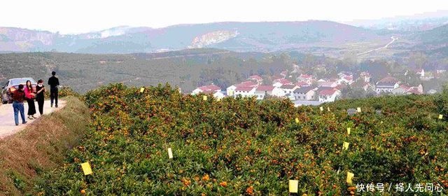 农民在地里种它，亩赚一万多元