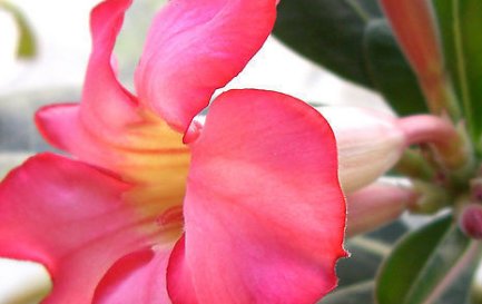  【绿萝】这几种花最适合夏天养,越热开花越多,比绿萝还好养