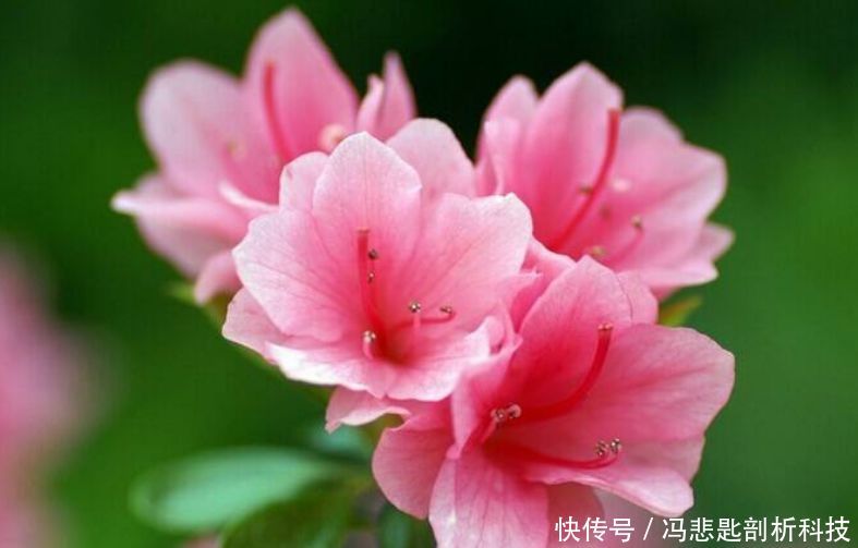 『娇艳』最受欢迎的“4种花”,花朵娇艳、花期长,开花耀眼,人见人爱!
