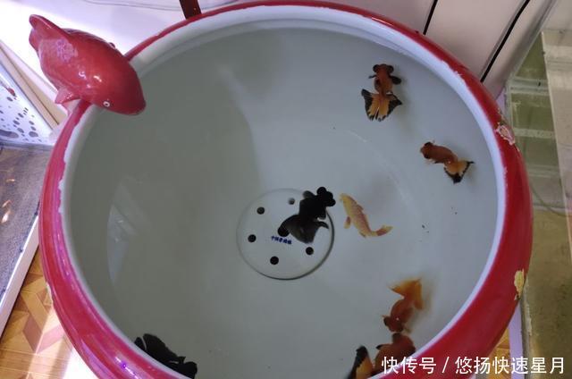 [养鱼老道]饲养或者购买观赏鱼，如何不被他人忽悠，尽量不吃亏上当呢