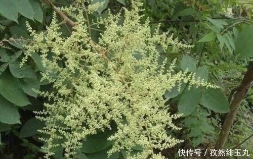 『将盐肤木』山坡下的1种“盐肤木”,高度有2米,枝叶好看、奇特,分布范围广