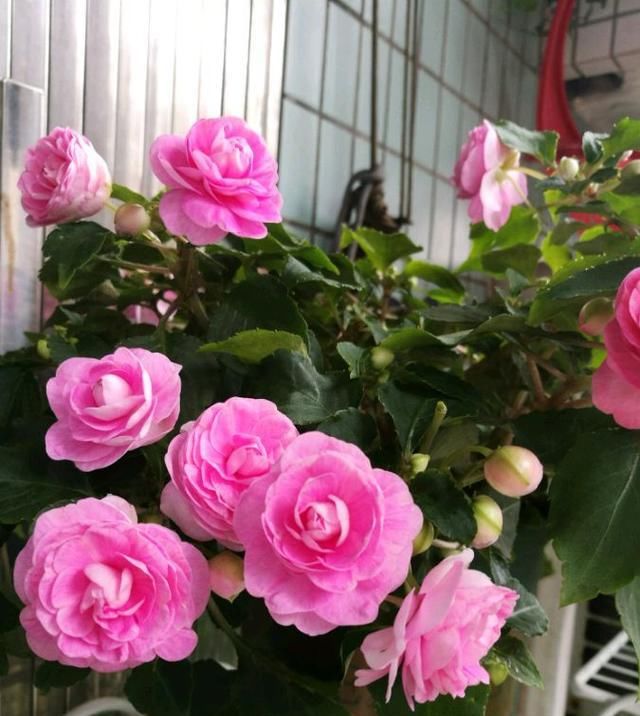  『栽培』美丽不输玫瑰，周年花开不停，这种阳台盆栽花，很值得栽培