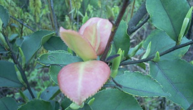  #植物#它因外貌奇特，常被农民摘掉，殊不知，当今如此的珍贵