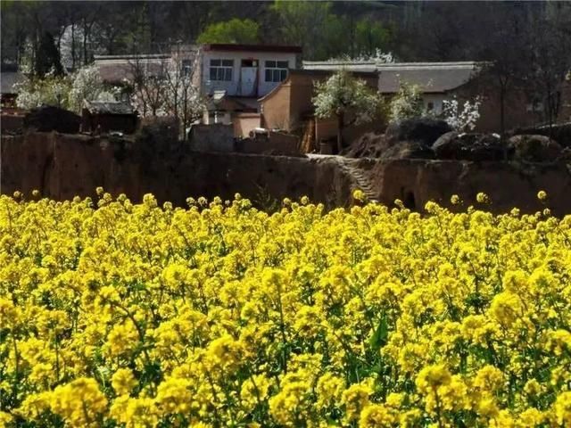 『雨生』雨生百谷,花开百福,陇西的油菜花开了……