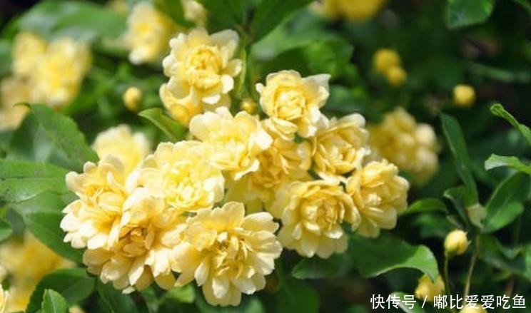  『花小』黄木香花花朵朵，花小无味装饰美