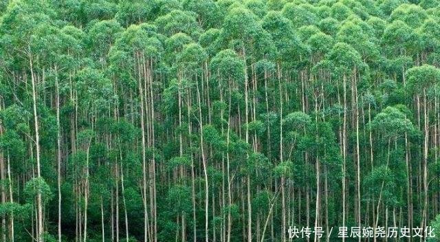  树木@全球最高的树一年长60米，最高超过50层楼，但中国禁止种植