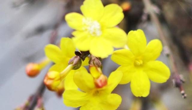 【开爆】3种花是开花机器,家里养一盆,轻松养出小花园,繁花似锦开爆盆