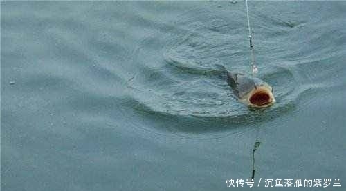  [用饵]野钓鲤鱼，用饵和调漂很关键，掌握这些硬核细节，不怕没渔获