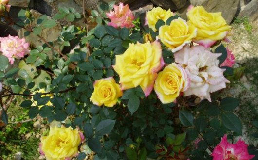  #干旱#喜欢养花？不如养一盆“彩虹藤”，既耐寒又耐干旱，四季开花不断