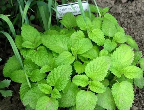  「草本植物」适合种院里的6种多年生草本植物，可养成盆栽，能不断收获枝叶