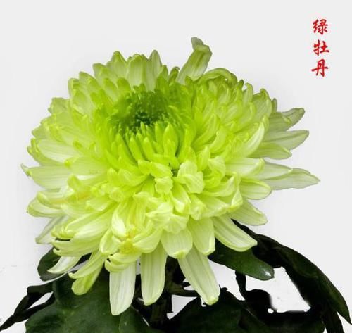  【牡丹】百菊争艳，就养十大名菊绿牡丹，宛如绿衣仙女，娇艳欲滴，俊极了