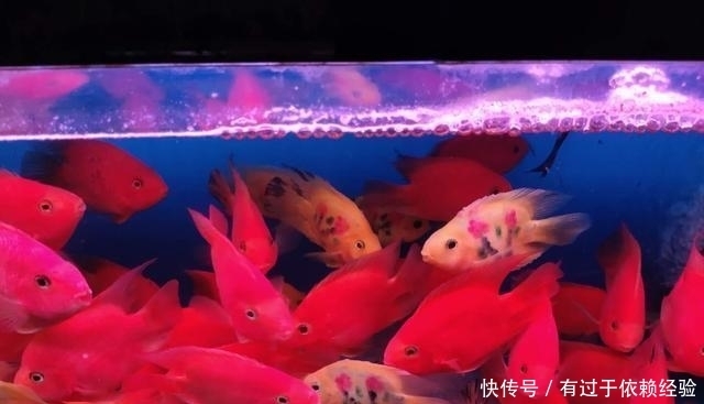  滤材也不如|养鱼不用下药可治疗鱼病的方法很多，为什么新鱼友不愿意去用？