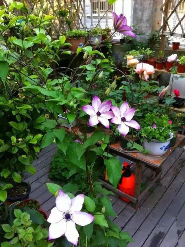  #时间#自从迷上养花，我成了一个捡垃圾的...