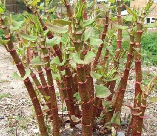  【当做】有一种野草，孩子们经常当做零食时，如今价格不便宜