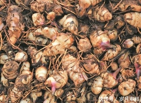  种植蕉芋|曾被当作救命粮，亩产高达万斤，出酒率比粮食高，如今