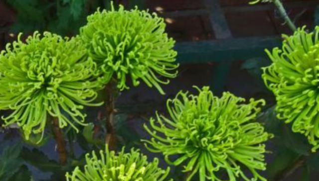  #绿色#这种菊花颜色青绿花型美，生命力强易成活，如今菊花里的独特品种