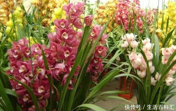 『不妨』夏天养花,不妨养这5款花,花开硕大,花色鲜艳美丽