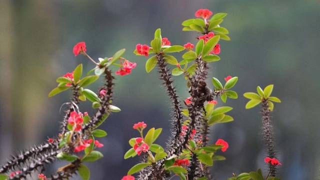  【通风透气】虎刺梅黄叶不要着急，做对这三点，从此和黄叶说再见