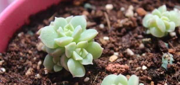  「生根」多肉叶插老不活?快给它翻个,一侧躺就生根!