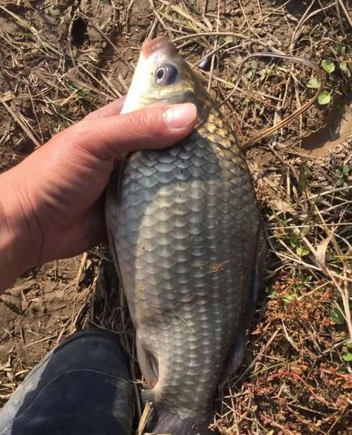  #出钓#每次出钓都是小鲫鱼咬钩？把这3个细节做好，鲫鱼会越钓越大