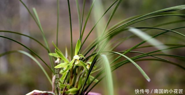 【阳光照射】兰花种植不服盆?原因就是这4条,实用技巧告诉你