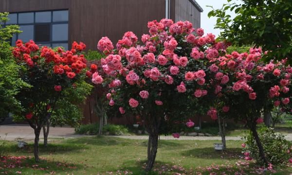  「芳香」此花被称为“天下第一美”，一株开多色，花开300天，漂亮芳香