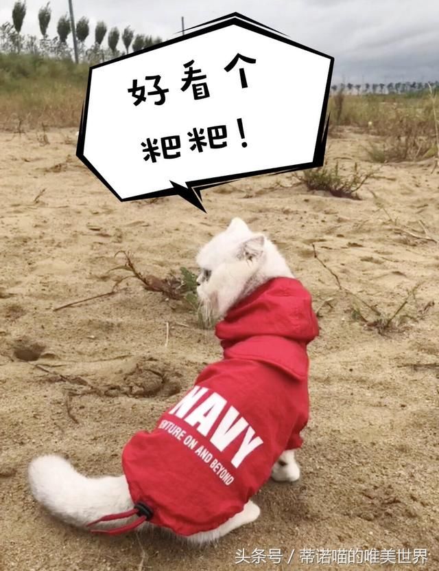 刘二豆再次复出澄清谣言，牵动了多少人心？