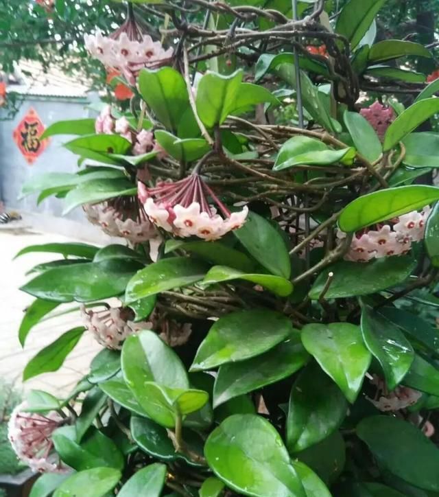  『花期』有院子,一定要养这“7种花”,花量大,花期长,好养又漂亮