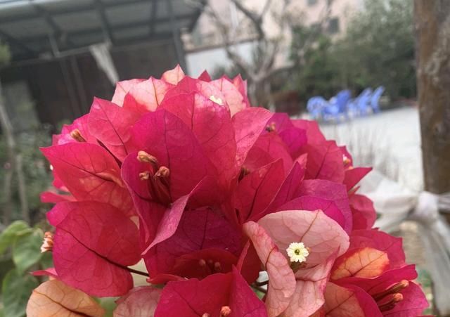  「盛花期的三」三角梅的盛花期间怎样管理