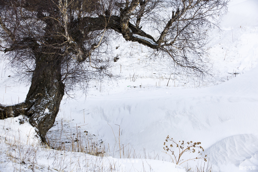 冬季新疆那拉提玩雪全攻略,水墨雪域画中游
