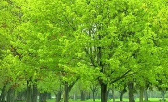  花期4：中式庭院景观设计中常用的15种绿化植物
