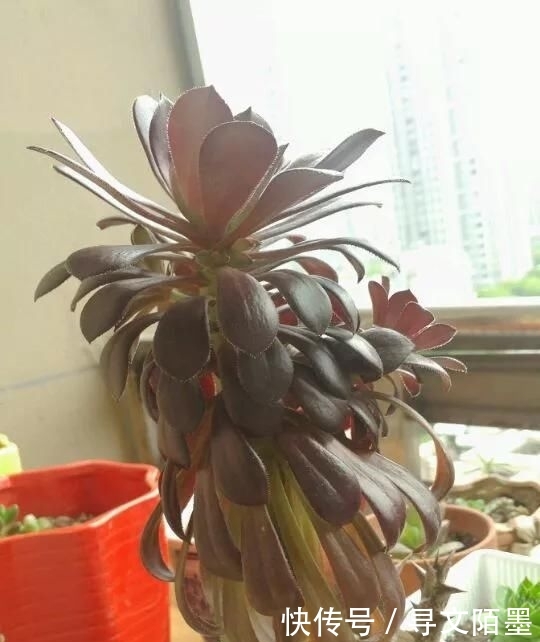 『品种』给多肉植物砍一刀,一株变多株,花盆都装不下了!