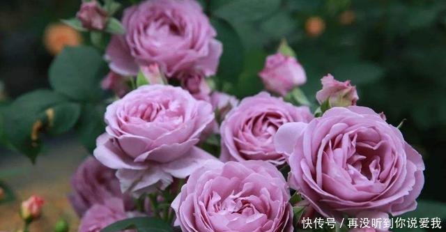 春天@春天养月季最重要的是什么做好这几点,叶片油绿开花多