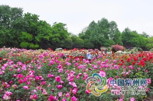 「月季」科普环节:520您送出的玫瑰,它可能是朵月季