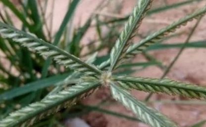  「药用价值」麦地里的一种恶草，城里人看中的是它的药用价值！