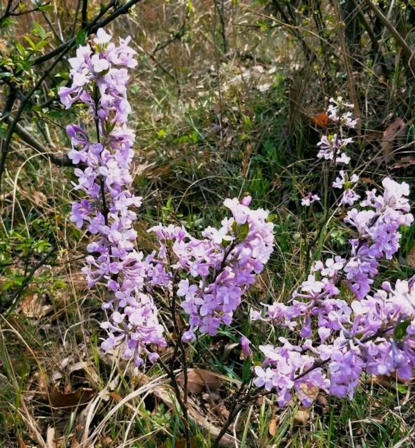  「闷头」1种花，开花漂亮花香浓，老辈人叫它“闷头花”，你家后山就有