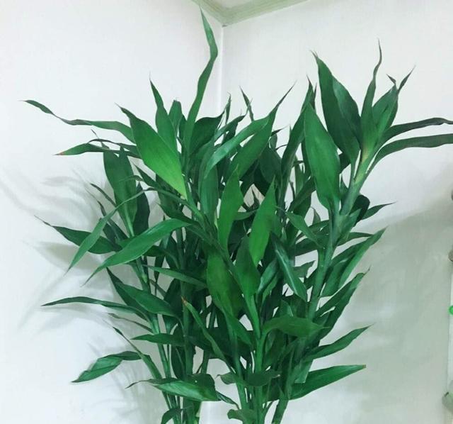 『十足』3种普通花,养花高手才能养开花,开花仙气十足,福气自然来