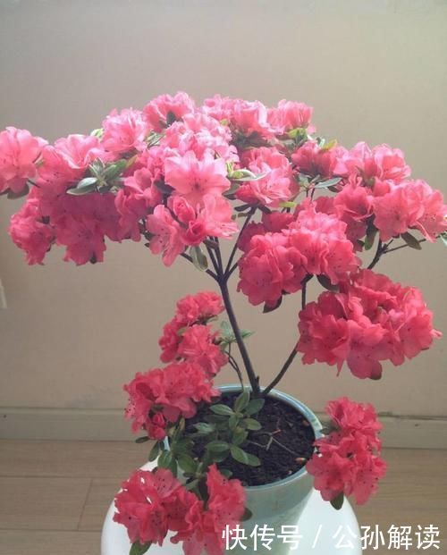 玫瑰:喜欢菊花,不如养盆“精品玫瑰”黑魔术,花开色如黑墨,高贵典雅
