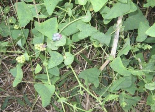  「三角形」路边有“1种野草”奇特，被称为“杠板归”，叶片三角形，珍贵！