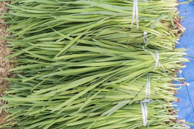 苹果新机发布追捧如潮，手机到底会不会致癌？看完文章全明白