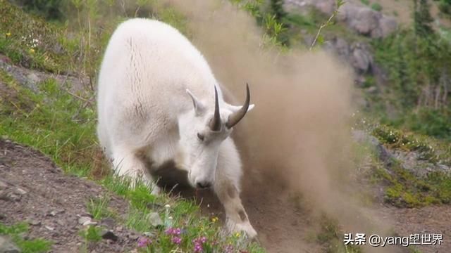 世界上会“飞檐走壁”的羊,如攀岩爱好者,能在悬崖上如履平地!