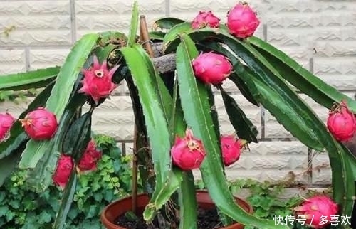  【全家】在家也能种“红心火龙果”，南北方都能种，果子挂满树，够全家吃